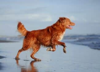 A gold-red Nova Scotia duck tolling retriever bounding forward toward a retreating ocean idea on a beach.