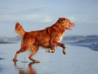 A gold-red Nova Scotia duck tolling retriever bounding forward toward a retreating ocean idea on a beach.