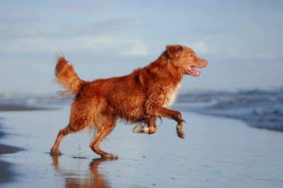 A gold-red Nova Scotia duck tolling retriever bounding forward toward a retreating ocean idea on a beach.