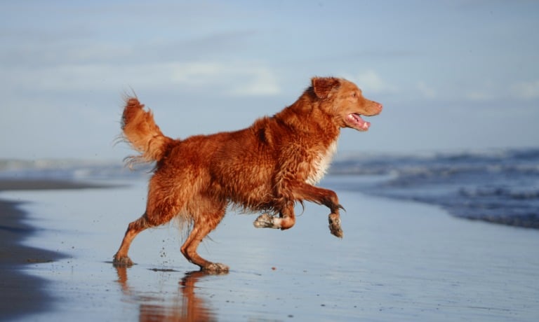 A gold-red Nova Scotia duck tolling retriever bounding forward toward a retreating ocean idea on a beach.