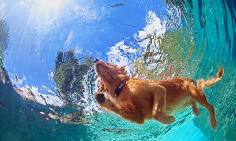 An underwater view of a golder retriever calmly paddling through the clear blue water of a backyard pool.