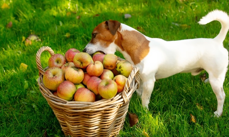 A small dog standing on green grass in a garden and reaching into a wicker basket to grab a red apple.