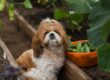 A Shih Tzu dog sitting in a garden beside a harvest basket filled with fresh cucumbers among green plants.