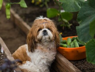 A Shih Tzu dog sitting in a garden beside a harvest basket filled with fresh cucumbers among green plants.