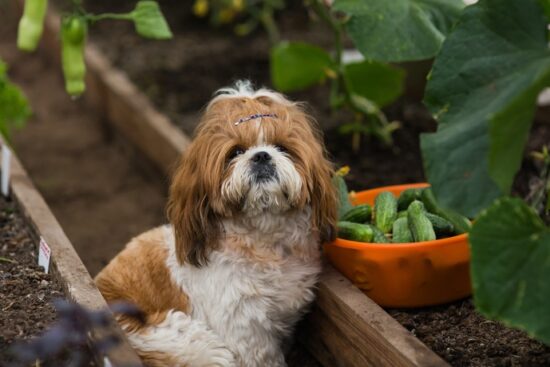 A Shih Tzu dog sitting in a garden beside a harvest basket filled with fresh cucumbers among green plants.
