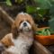 A Shih Tzu dog sitting in a garden beside a harvest basket filled with fresh cucumbers among green plants.