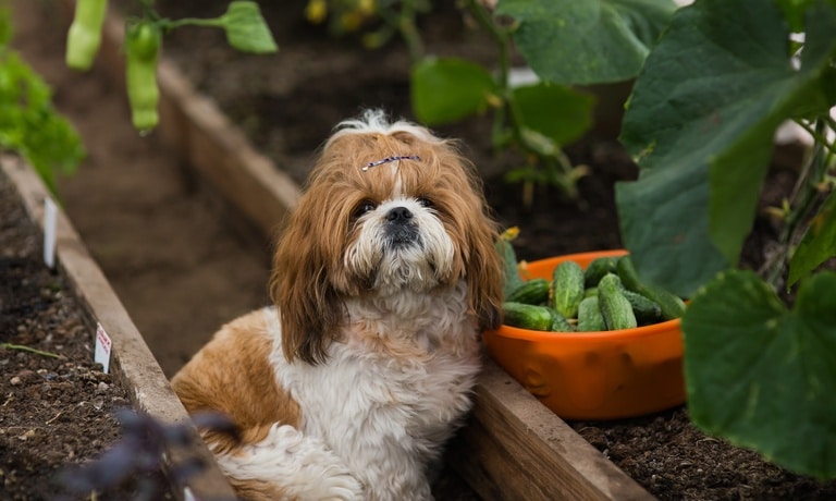 A Shih Tzu dog sitting in a garden beside a harvest basket filled with fresh cucumbers among green plants.