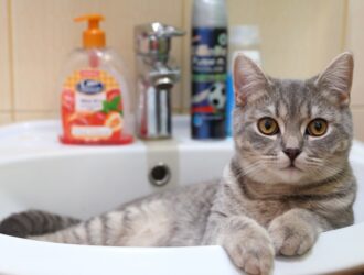 A close-up view of a young gray cat lying down in a bathroom sink and looking upward with wide eyes.