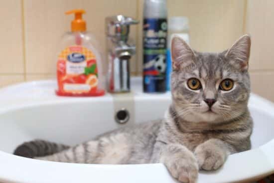 A close-up view of a young gray cat lying down in a bathroom sink and looking upward with wide eyes.