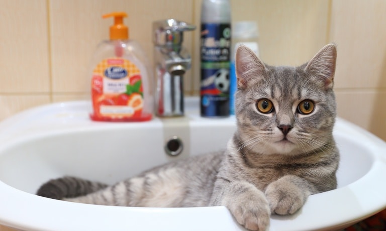 A close-up view of a young gray cat lying down in a bathroom sink and looking upward with wide eyes.