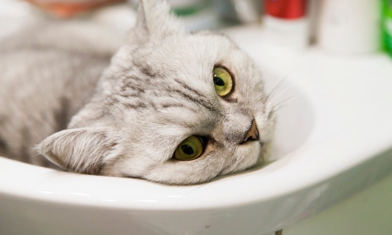 A light gray cat curled up inside a white bathroom sink beneath a metal faucet with its paws tucked close to its body.