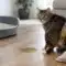 Why Is My Cat Peeing Outside Litter Box?